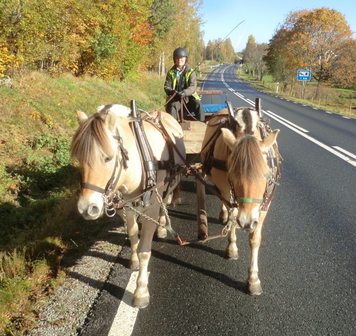 Hästtur 3 okt 2014 B